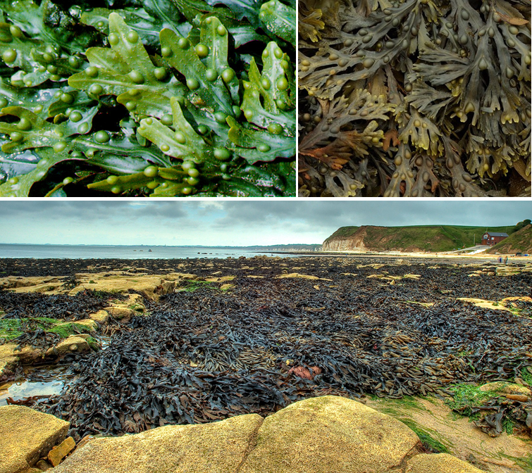 Kelp - Engrais à base d'algues marines